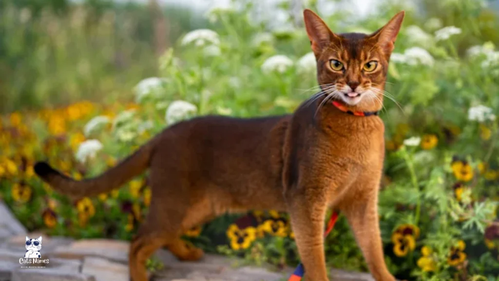Abyssinian Cat  Names