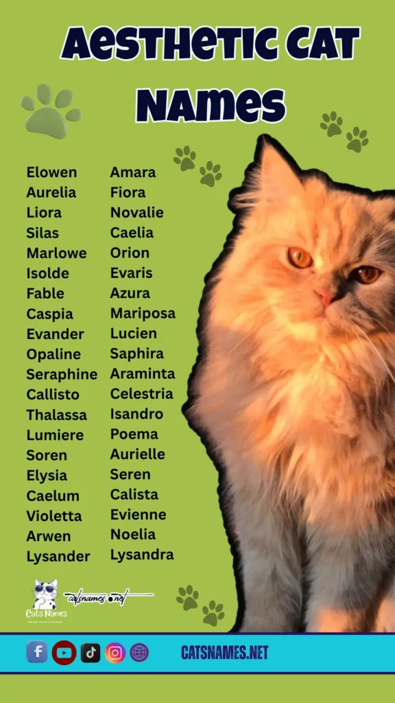 Aesthetic Cat Names