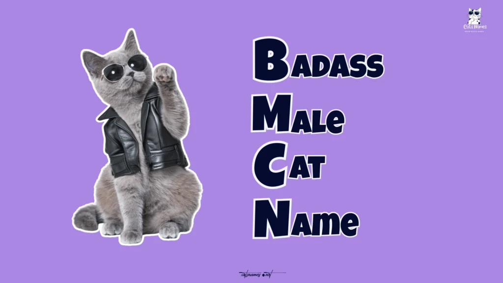 Badass Male Cat Names