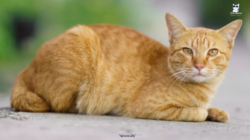 Classic Male Cat Names