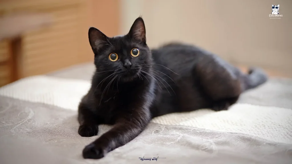 Cute Black Cat Names
