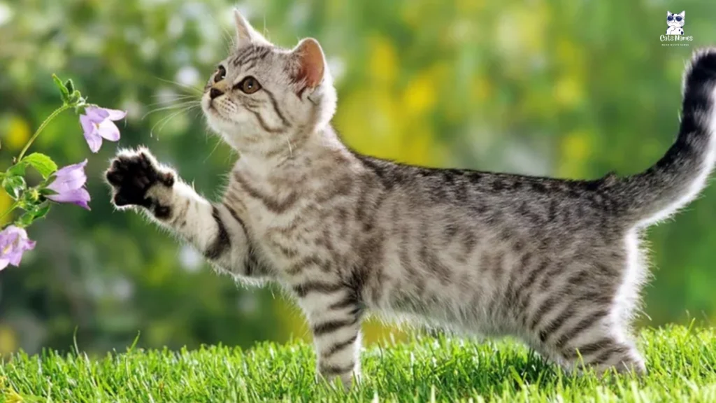 Cute Female Cat Names