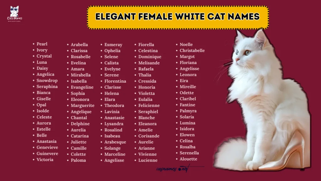 Elegant Female White Cat Names