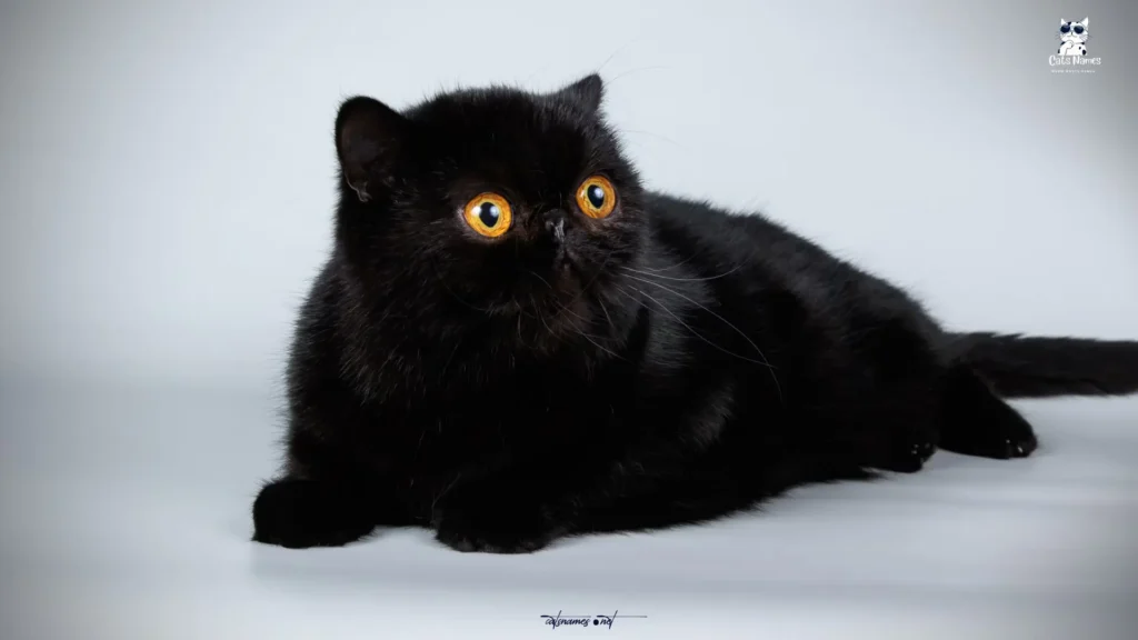Famous Black Cat Names