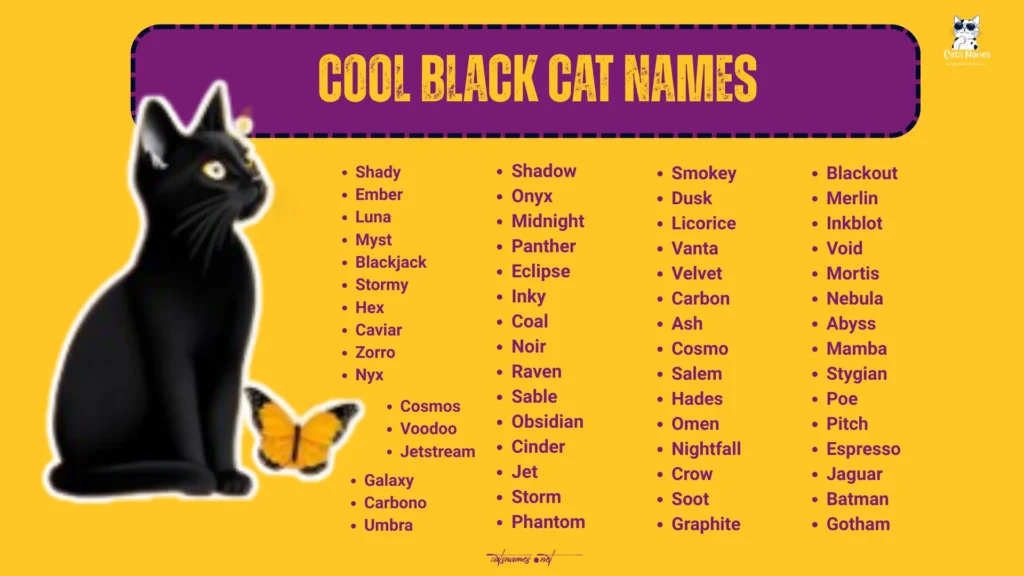 Cool Black Cat Names