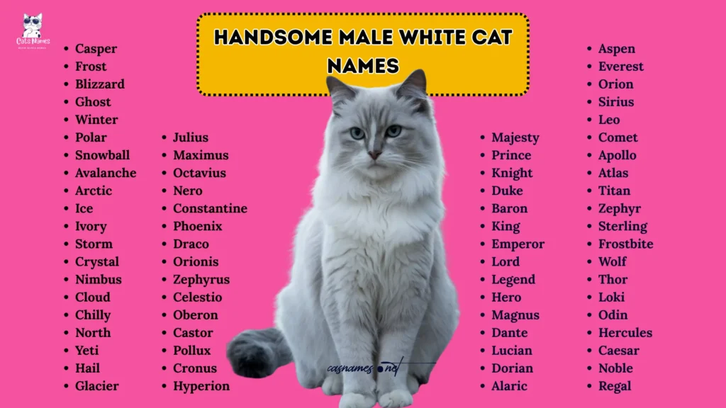 Handsome Male White Cat Names