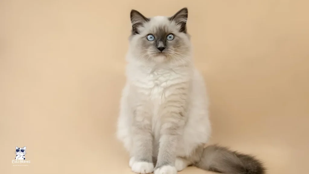 Ragdoll Cat Names