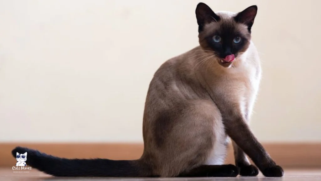 Siamese Cat Names