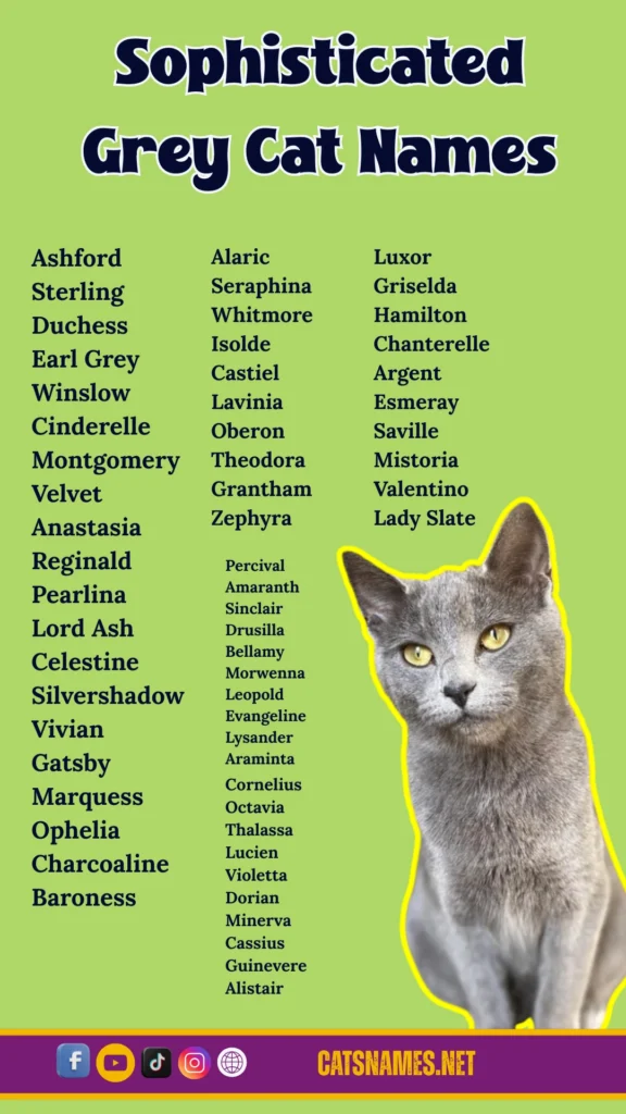 Sophisticated Grey Cat Names