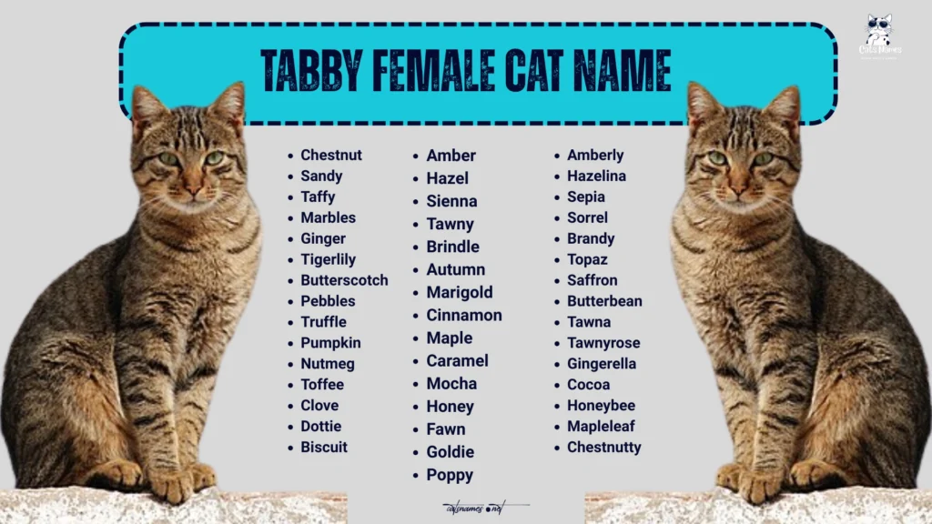 Tabby Female Cat Names
