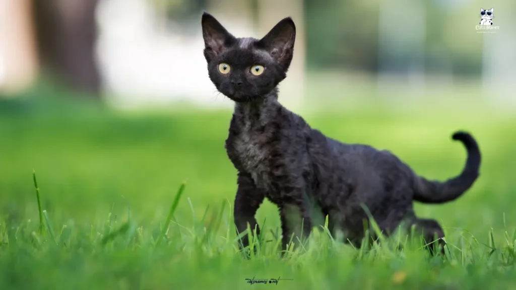 Unique Black Cat Names