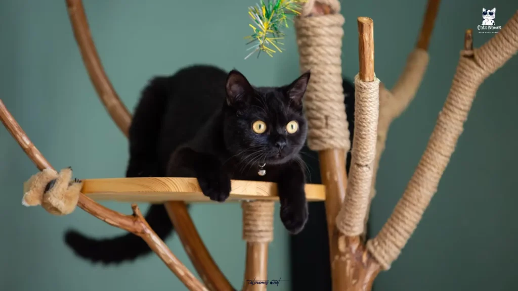 Witchy Black Cat Names