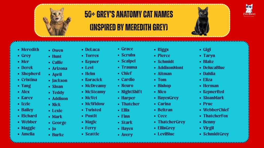 50+ Grey’s Anatomy Cat Names (Inspired by Meredith Grey)