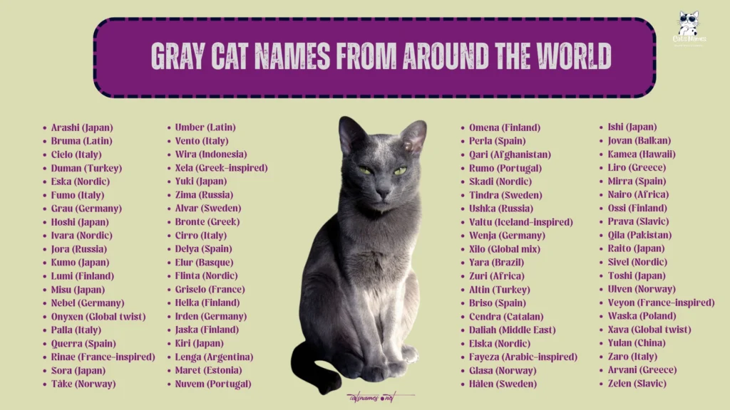 Gray Cat Names from Around the World