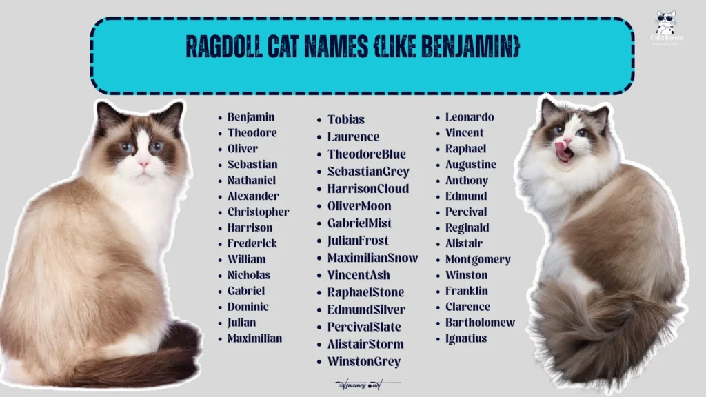 Ragdoll Cat Names (Like Benjamin)