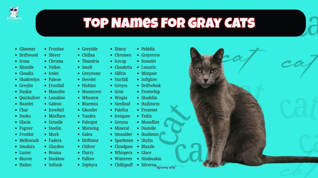 Top 50 Names for Gray Cats